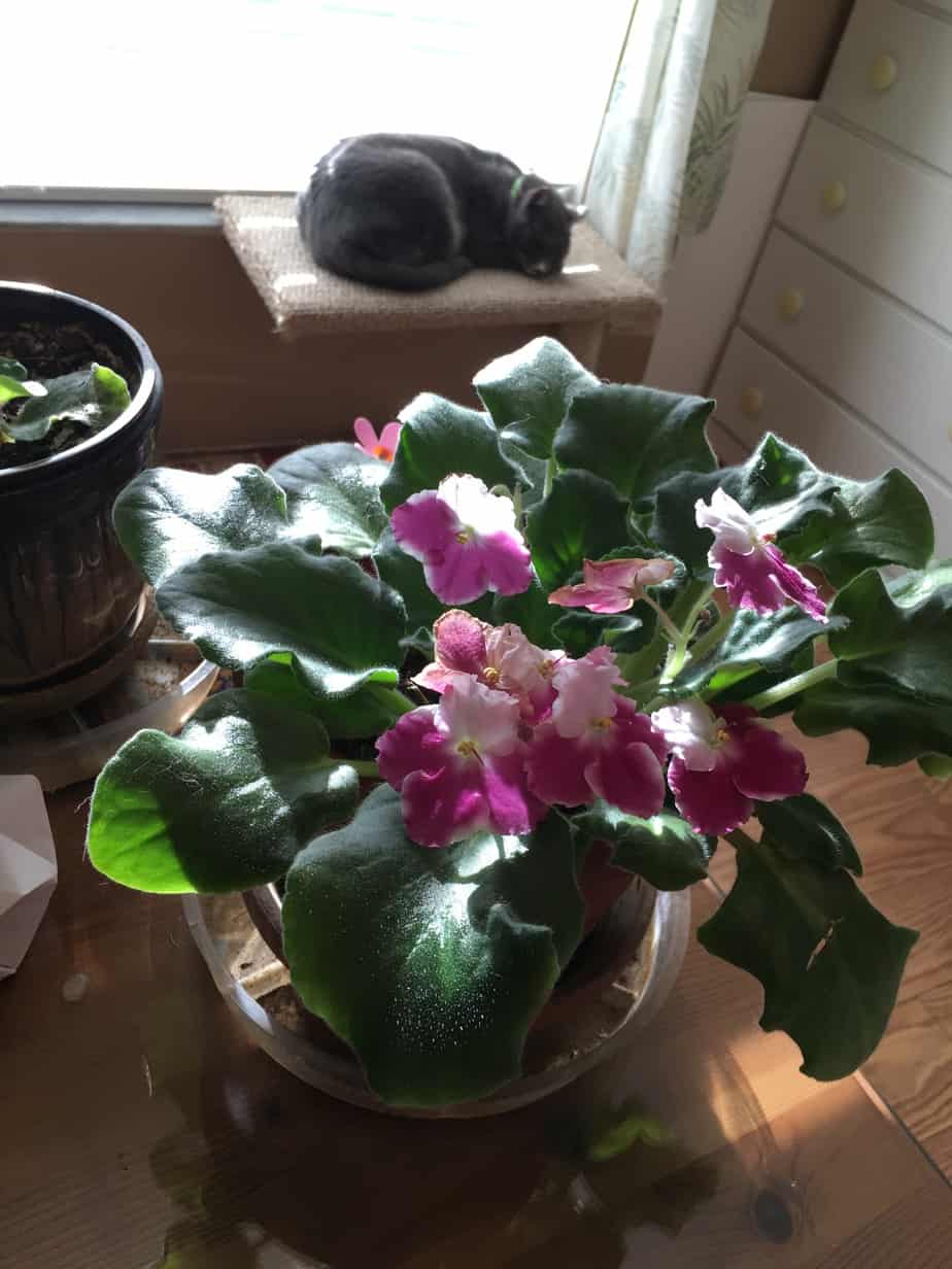 African violets and Stallone