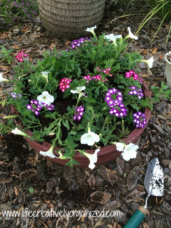 finished-spring-container-garden