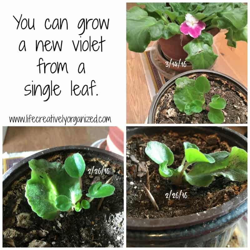 grow-new-violet-from-leaf