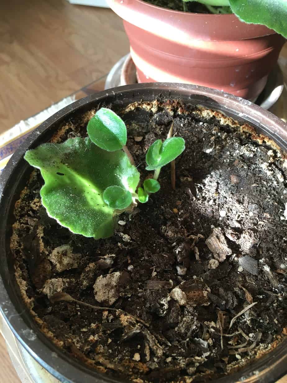 new plant from leaf