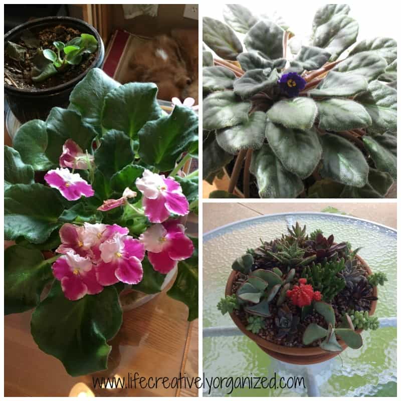 violets-succulents-collage