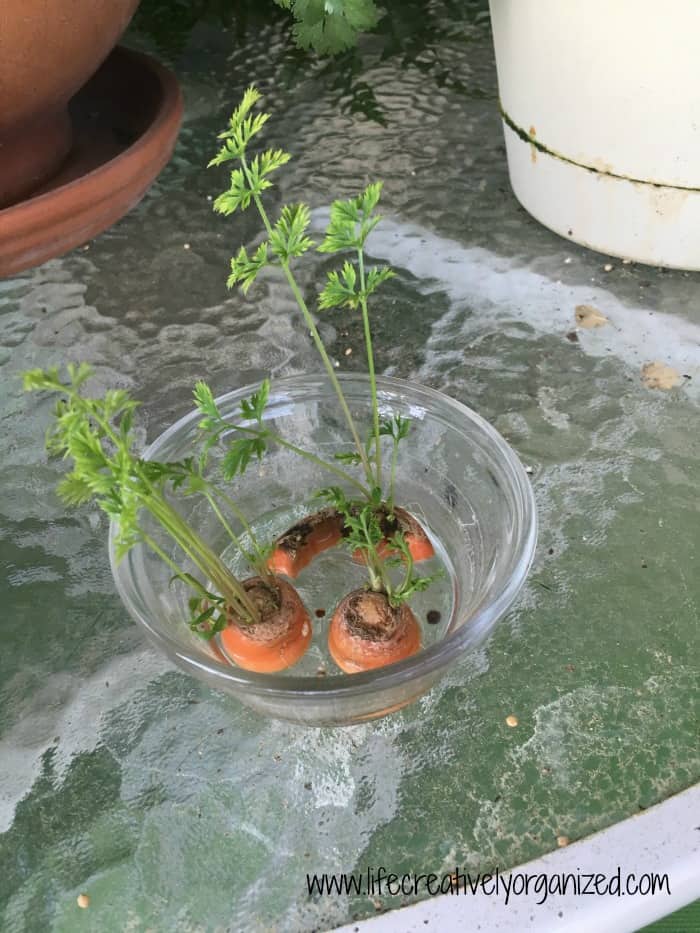 carrots growing in water LIFE, CREATIVELY ORGANIZED
