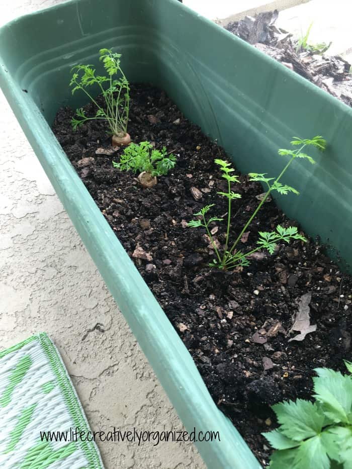 celery and carrots in planter