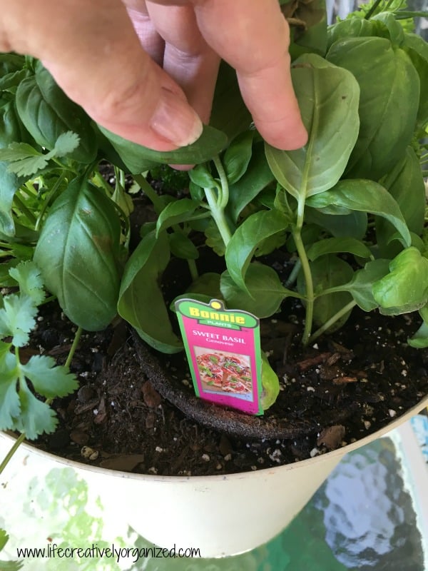 Basil in container herb garden LIFE, CREATIVELY ORGANIZED