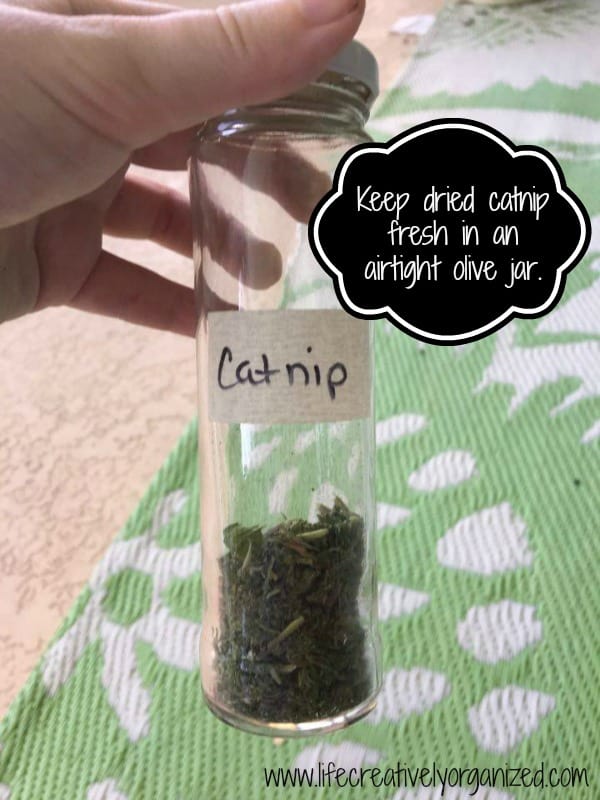 Kitty tip: How to grow and dry catnip. Keep dried catnip fresh in an airtight olive jar