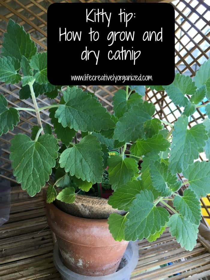 Kitty tip: How to grow and dry catnip