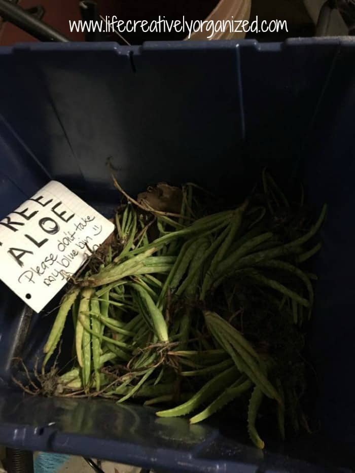 Be neighborly – share plants! All that’s left after plant giveaway