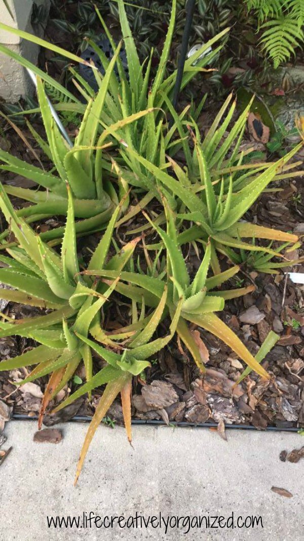 Be neighborly – share plants! Aloe plants needing thinning out