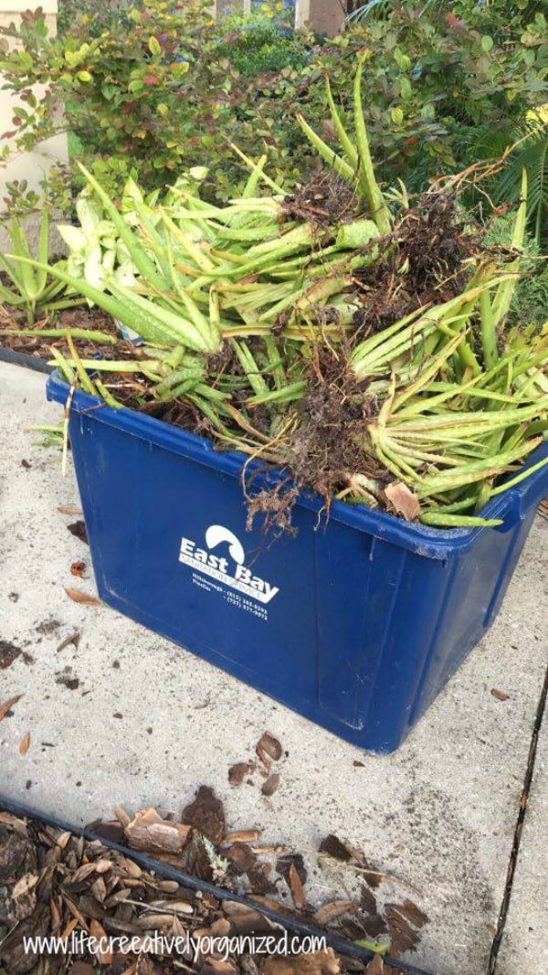 Be neighborly – share plants! Aloe plants thinned from garden, ready to share!