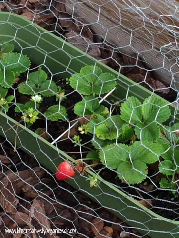 chicken wire protects strawberries in container garden LIFE